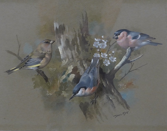 Basil Ede (1931-2016), gouache, Study of three finches on a branch, signed, 23 x 29cm. Condition - fair